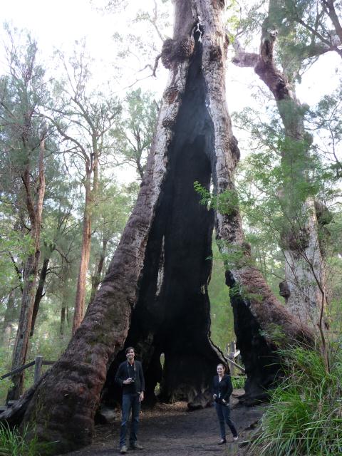 Giant Tingle Tree Walpole